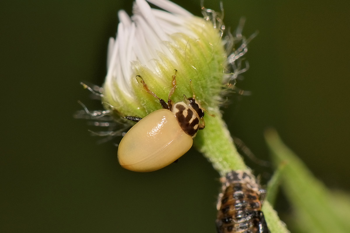 Metamorfosi di Hippodamia variegata, Coccinellidae